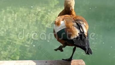 一只浅棕色的鸭子在浅沼的湖上挥动它的<strong>尾羽</strong>